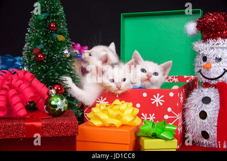 Three fluffy white kittens in a holiday box next to a tiny Christmas tree, surrounded by brightly colored presents with bows. One kitten chewing on li Stock Photo