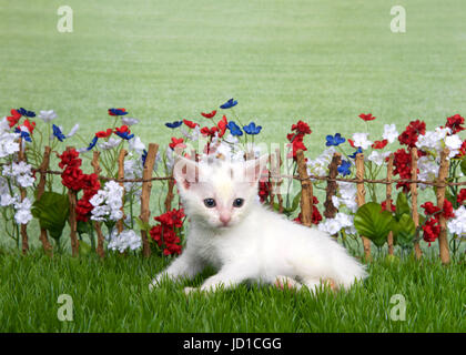 Small medium haired white kitten with light brown spot on top of head laying in green grass  in front of stick fence with red, white, blue flowers, gr Stock Photo