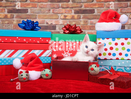 Adorable fluffy white kitten laying in a red box with christmas presents piled all around, santa hats and toy mice on red fuzzy carpet with brick wall Stock Photo