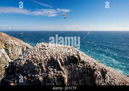 Northern Gannets, Morus bassanus, at, Cape St. Mary's ecological ...