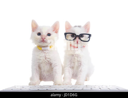 Two fluffy white kittens wearing bright collars sitting on a white surface with computer keyboard in front of them, isolated on white background. One  Stock Photo