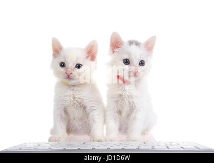 Two fluffy white kittens wearing bright collars sitting on a white surface with computer keyboard in front of them, isolated on white background. Stock Photo