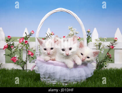 Three fluffy white kittens sitting in a white wicker basket looking directly at viewer. Basket on green grass, white picket fence with pink roses and  Stock Photo