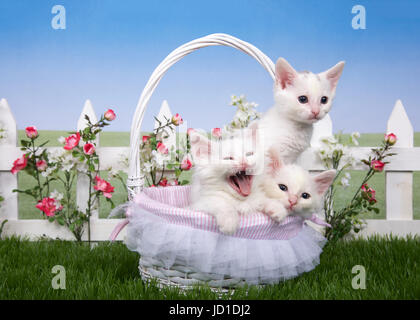 Three fluffy white kittens sitting in a white wicker basket one standing one with mouth wide open. on green grass, white picket fence with pink roses  Stock Photo