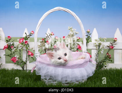 One fluffy white kitten laying in a white wicker basket looking directly at viewer. Basket on green grass, white picket fence with pink roses and whit Stock Photo