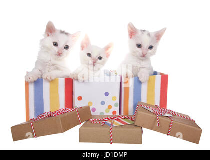 Three fuzzy white kittens sitting in decorative present boxes with polka dots and stripes, soft pastel type colors with brown cardboard type box lids  Stock Photo
