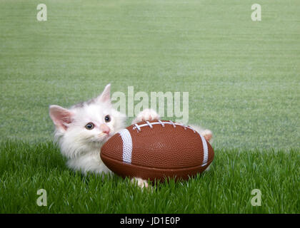 Fluffy white kitten tackling American football in grass, laying down holding the ball looking to viewers right. Field of grass in background. Copy spa Stock Photo