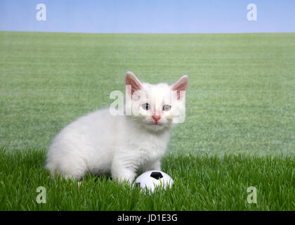 One white kitten with a miniature soccer ball playing in green grass, field of grass behind to skyline. Fun sports theme with animals. Stock Photo