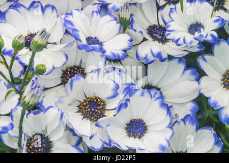 Florist's Cineraria, (Pericallis x hybrida), at  Butchart Gardens in Victoria, British Columbia, Canada. Stock Photo