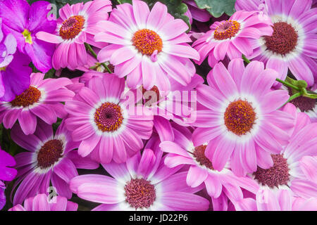 Florist's Cineraria, (Pericallis x hybrida), at  Butchart Gardens in Victoria, British Columbia, Canada. Stock Photo