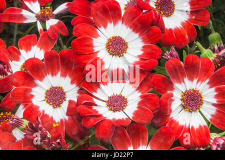 Florist's Cineraria, (Pericallis x hybrida), at  Butchart Gardens in Victoria, British Columbia, Canada. Stock Photo