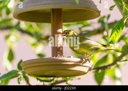Horizontal photo of single male songbird European Greenfinch with nice yellow / green feathers which is perched on feeder full of seeds. Bird is eatin Stock Photo