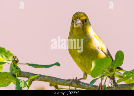 Horizontal photo of single male songbird European Greenfinch with nice yellow / green feathers which is perched on branch of cherry tree with several  Stock Photo