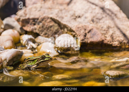 Horizontal photo of small green frog sits in shallow on few stones inside small garden lake / pond. Several big stones are in background and under the Stock Photo