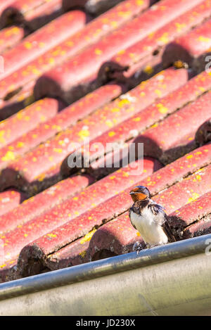 Vertical photo of single swallow with nice white, black and red feathers which is perched on metal gutter. Bird is on red roof with green moss and lic Stock Photo