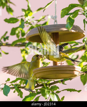 Vertical photo of two male songbirds European Greenfinch with nice yellow / green feathers which are fighting for seeds on brown feeder which is place Stock Photo