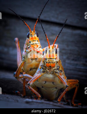 A pair of Lubber Grasshoppers caught in a somewhat compromising position in the Florida Everglades. Stock Photo