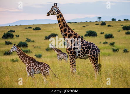 Group of giraffes in the savannah. Africa. Uganda. Murchinson Falls National Park. Stock Photo