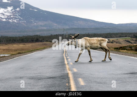 Caribou crossing road - Gros Morne National Park, Newfoundland, Canada