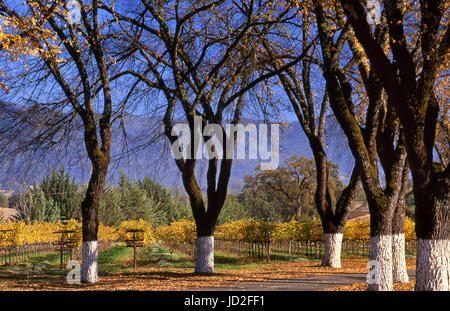 Fetzer Valley Oaks Ranch Viognier vineyards in autumnal colour Hopland, Mendocino County California USA Stock Photo