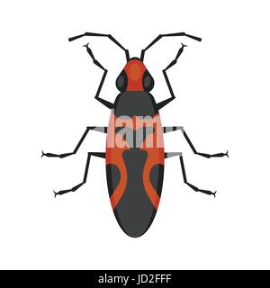 Vector flat style illustration of seed bug. Icon for web. Isolated on white background. Stock Vector