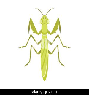 Vector flat style illustration of mantis. Icon for web. Isolated on white background. Stock Vector