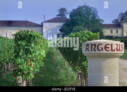CHATEAU ANGELUS VINEYARD Stone boundary marker in vineyards of Chateau Angelus, Saint Emilion, Gironde, France. Stock Photo