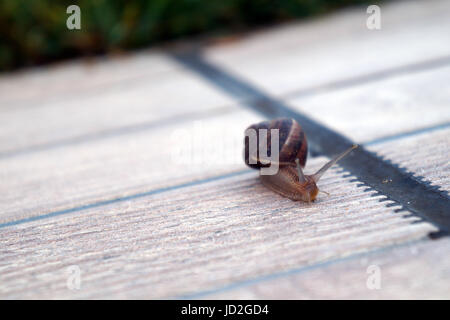 Common garden snail (Helix aspersa) on a bench Stock Photo