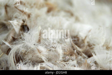 The pile of fluffy feathers. The plumage in close-up view. Stock Photo