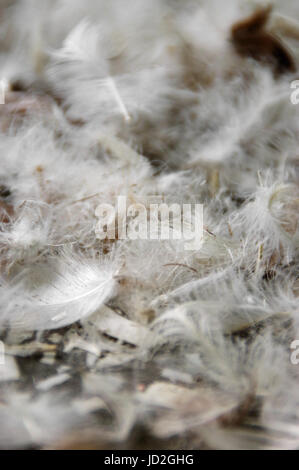 The pile of fluffy feathers. The plumage in close-up view. Stock Photo