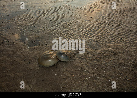 Atlantic horseshoe crabs (Limulus polyphemus) and , the crabs are coming ashore to breed at high tide and the birds are feeding on their eggs, Delawar Stock Photo
