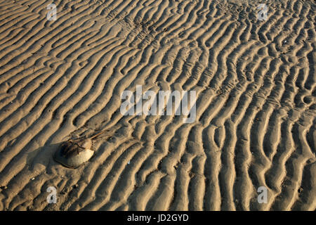 Atlantic horseshoe crab (Limulus polyphemus) and , the crabs are coming ashore to breed at high tide and this individual is stranded on a sand bar amo Stock Photo