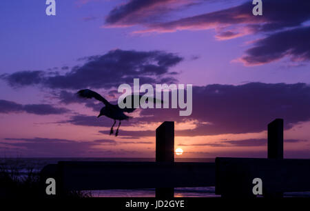 Seagull coming in for a landing on a fence rail. Stock Photo