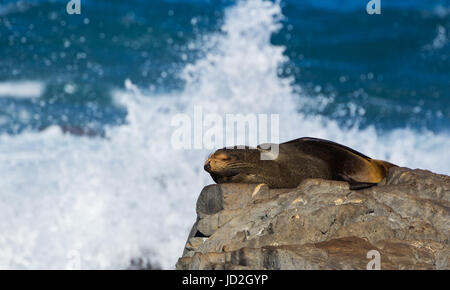 Seal have a sleep on a rock with waves splashing up around behind him. Stock Photo