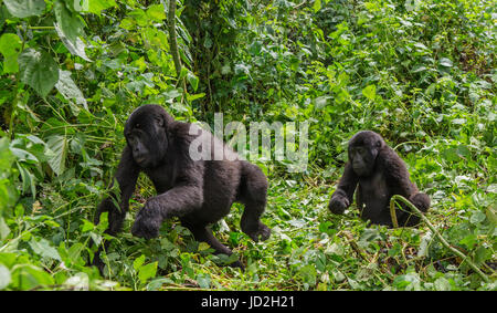 Mountain gorillas in the rainforest. Uganda. Bwindi Impenetrable Forest National Park. Stock Photo