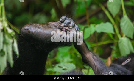 A foot of mountain gorillas. Close-up. Uganda. Bwindi Impenetrable Forest National Park. Stock Photo