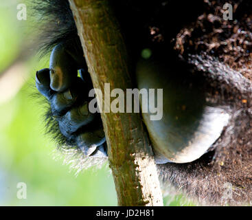 A foot of mountain gorillas. Close-up. Uganda. Bwindi Impenetrable Forest National Park. Stock Photo