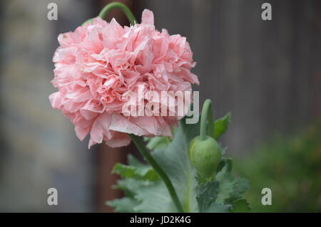 Close up of a poppy Stock Photo