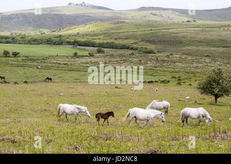 Wild ponies grazing near Hay Tor on Dartmoor, Devon Stock Photo