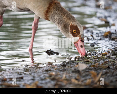 an Egyptian goose feeding in Richmond, park, London Stock Photo