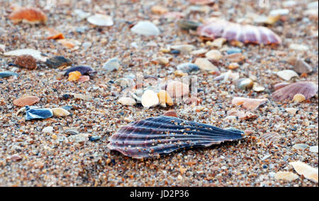 Beautiful blue Seashell at Lagos Beach (Praia da Batata), Algarve, Portugal during Sunset, close up Stock Photo