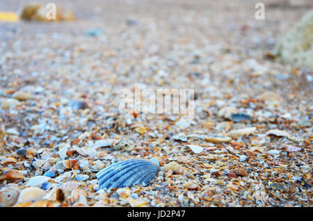 Seashells at Lagos Beach (Praia da Batata), Algarve, Portugal during Sunset, close up Stock Photo