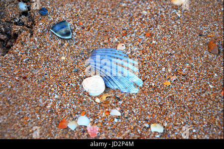 Colorful seashells at Lagos Beach (Praia da Batata), Algarve, Portugal during Sunset Stock Photo