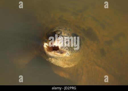 Snapping turtle, Chelydra serpentina Stock Photo