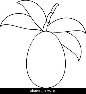 Tree tomato fruit Stock Vector