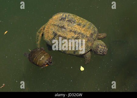 Snapping turtle, Chelydra serpentina, with Painted turtle attempting to eat algae of its back Stock Photo