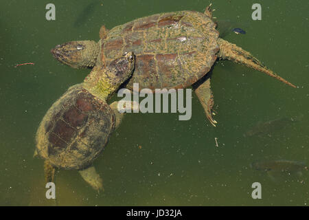 Snapping turtles, Chelydra serpentina, Maryland Stock Photo