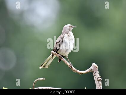 Northern mockingbird (Mimus polyglottos) perched on a branch Stock Photo