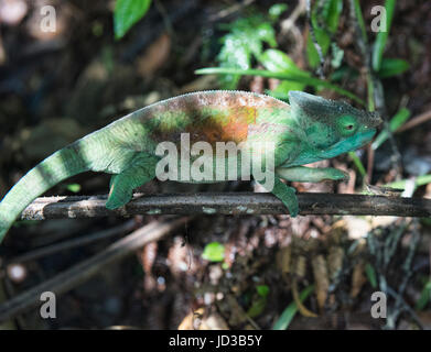 Parson's chameleon chasing a cricket (Calumma parsoni), Ranomafana, Madagascar Stock Photo