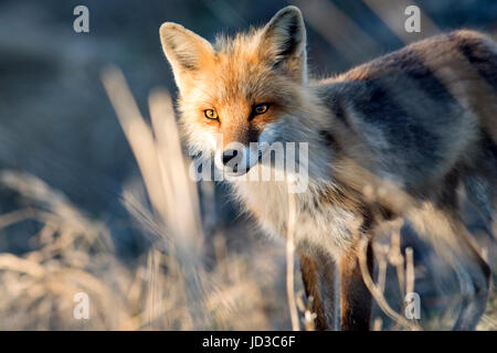 Red fox (Vulpes vulpes) - Crow Head, Twillingate, Newfoundland, Canada Stock Photo